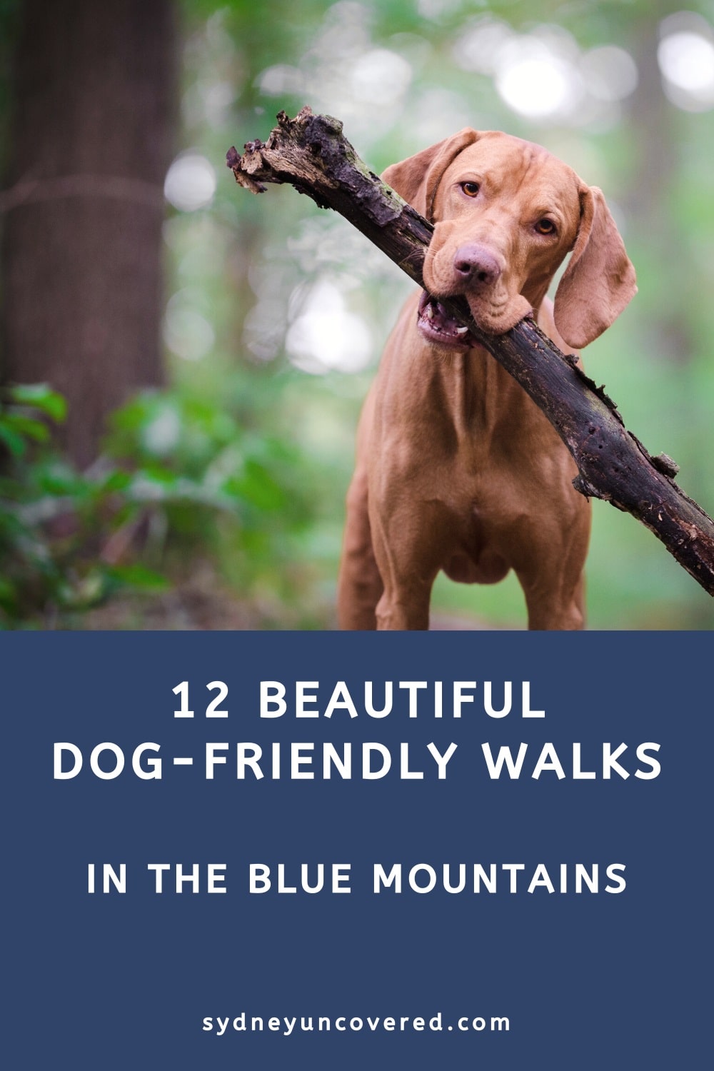 12 Dog-friendly walks in the Blue Mountains