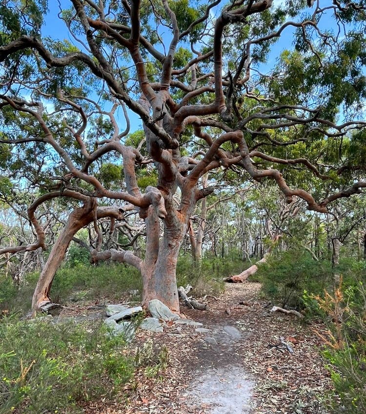 Scenic bushland scenery