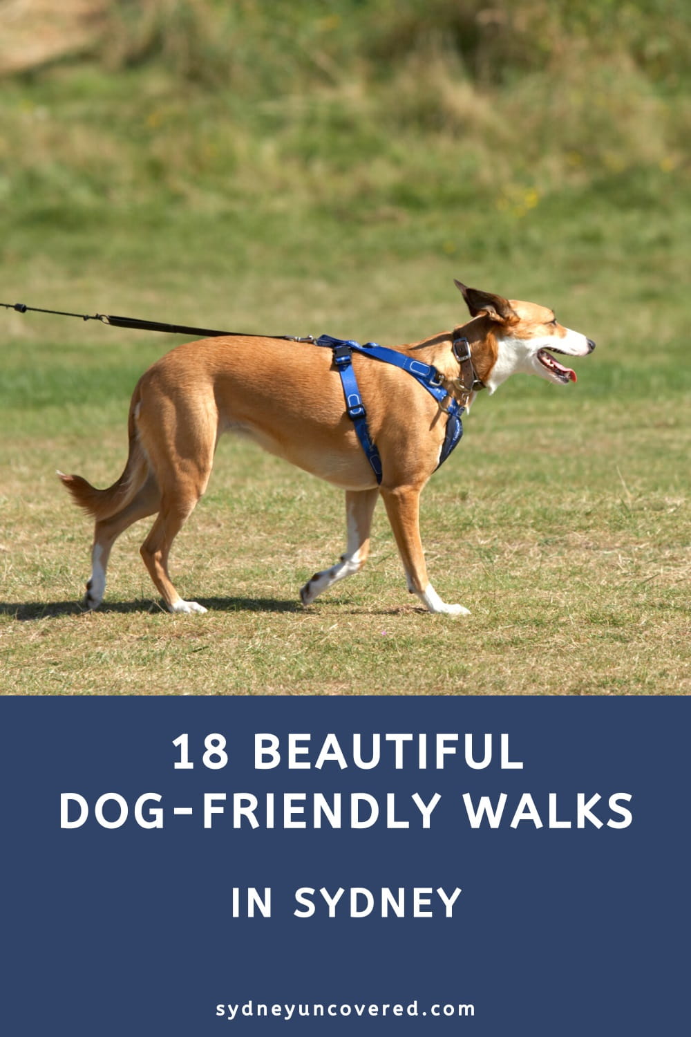 18 Beautiful dog-friendly walks in Sydney