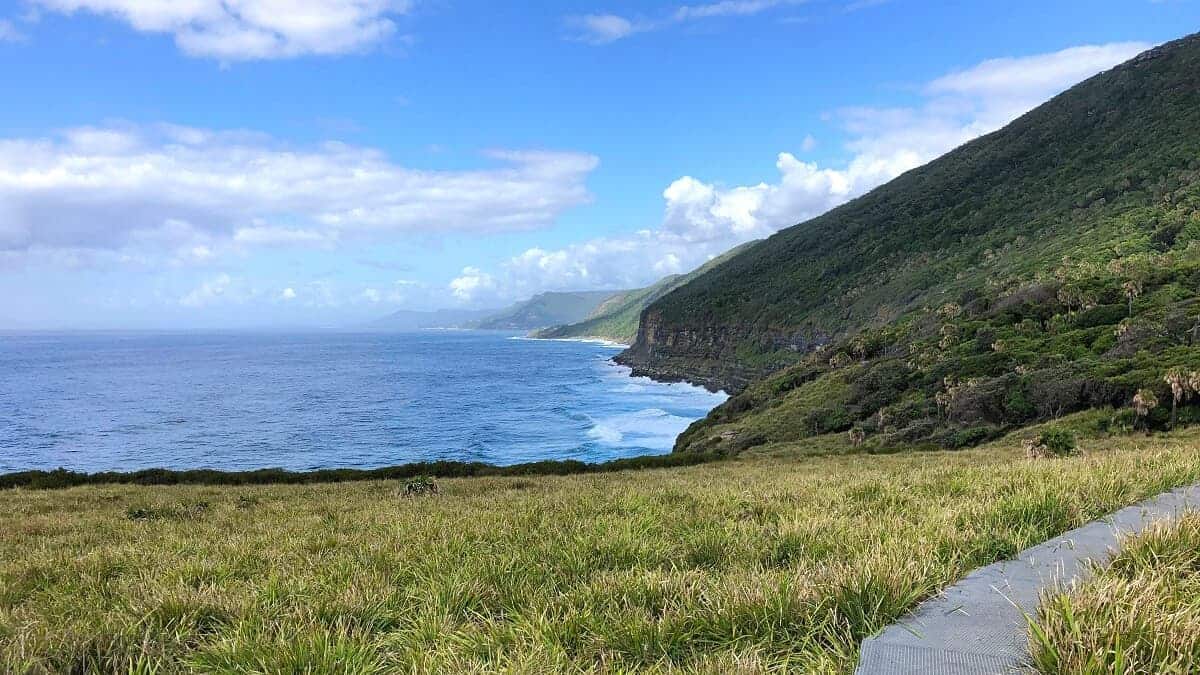 Palm Jungle Loop Track