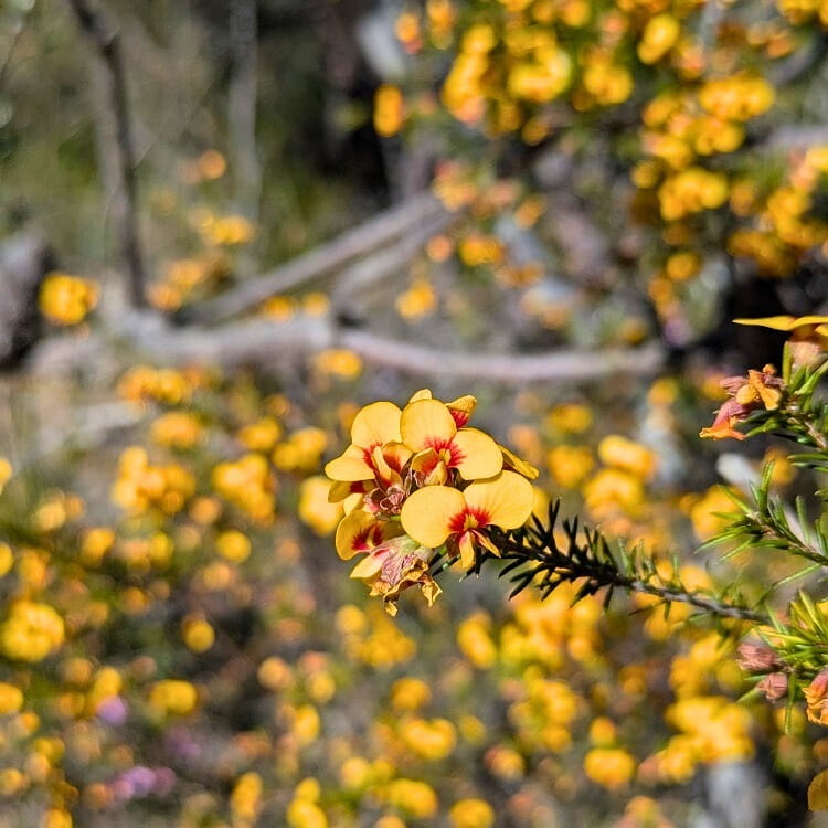 Colourful wildflowers along the walk