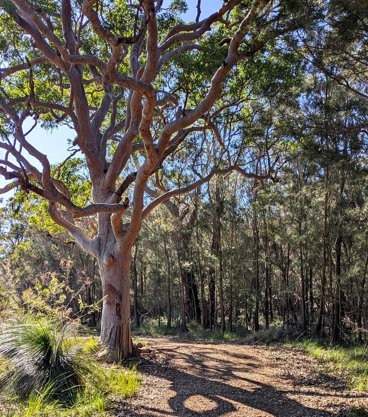 Soldiers Point Trail
