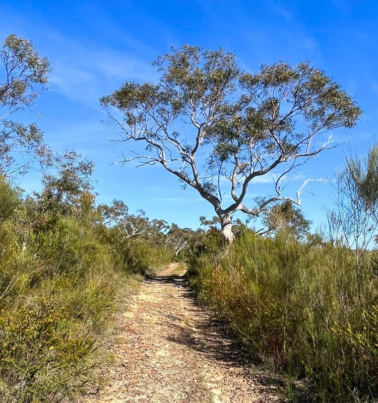 Topham Track fire trail