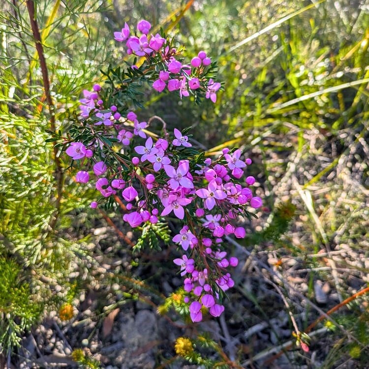 Many wildflowers along the walk
