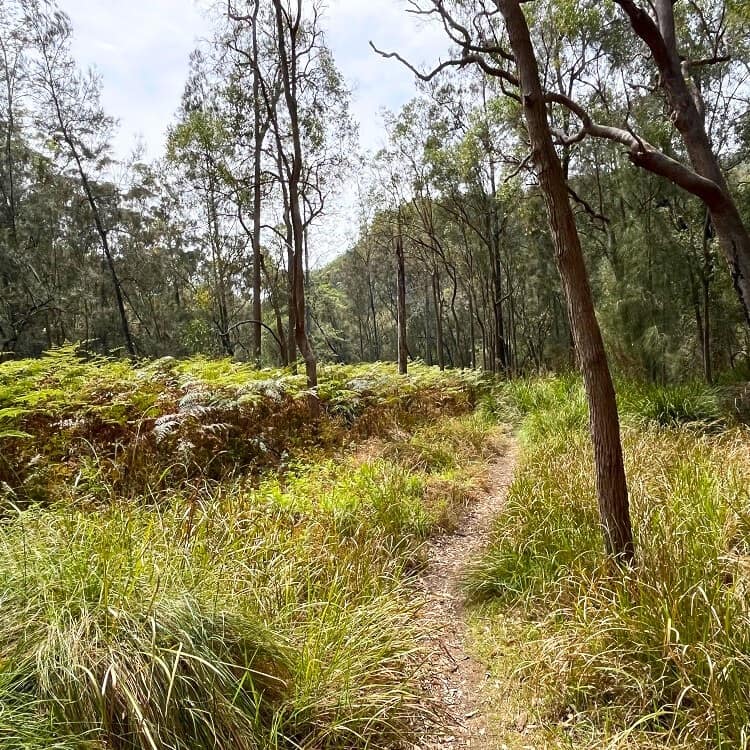 Path through the bush