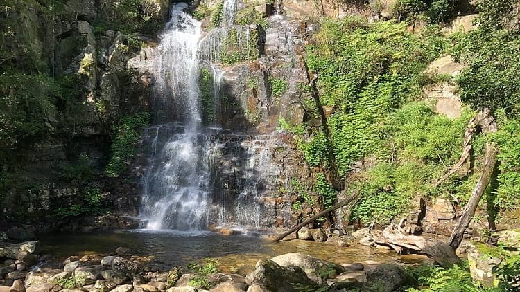 Minnamurra Falls Rainforest Walk in Budderoo National Park