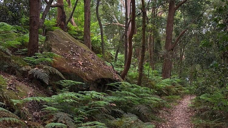 Tambourine Bay Park to Warraroon Reserve Walk