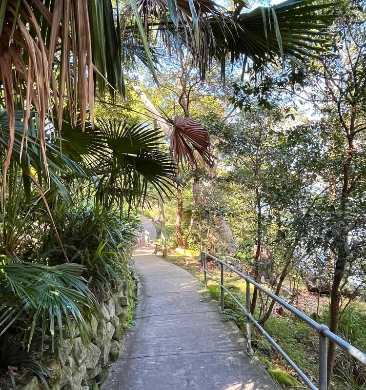 Walking through urban rainforest