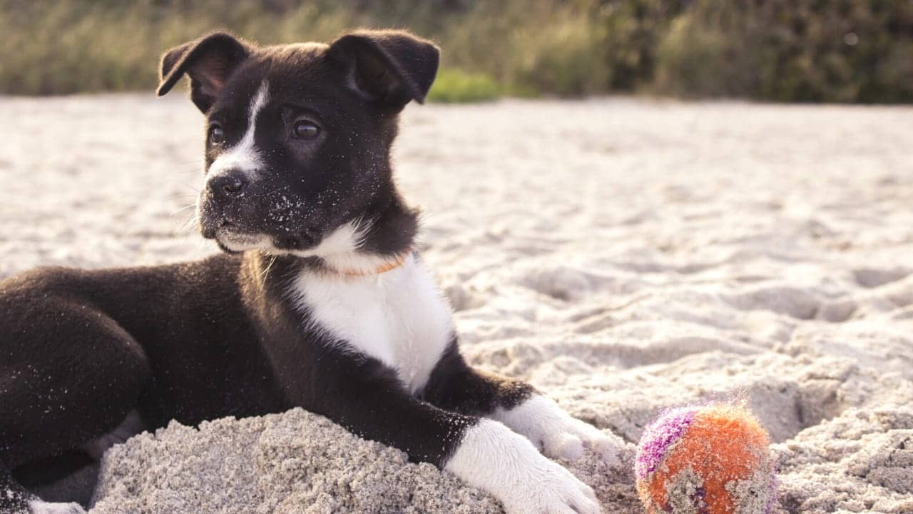 Dog-friendly beaches in Sydney