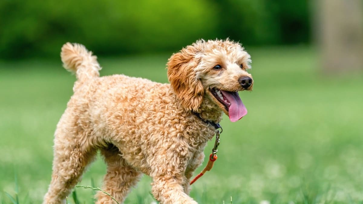 Off-leash dog parks in Sydney