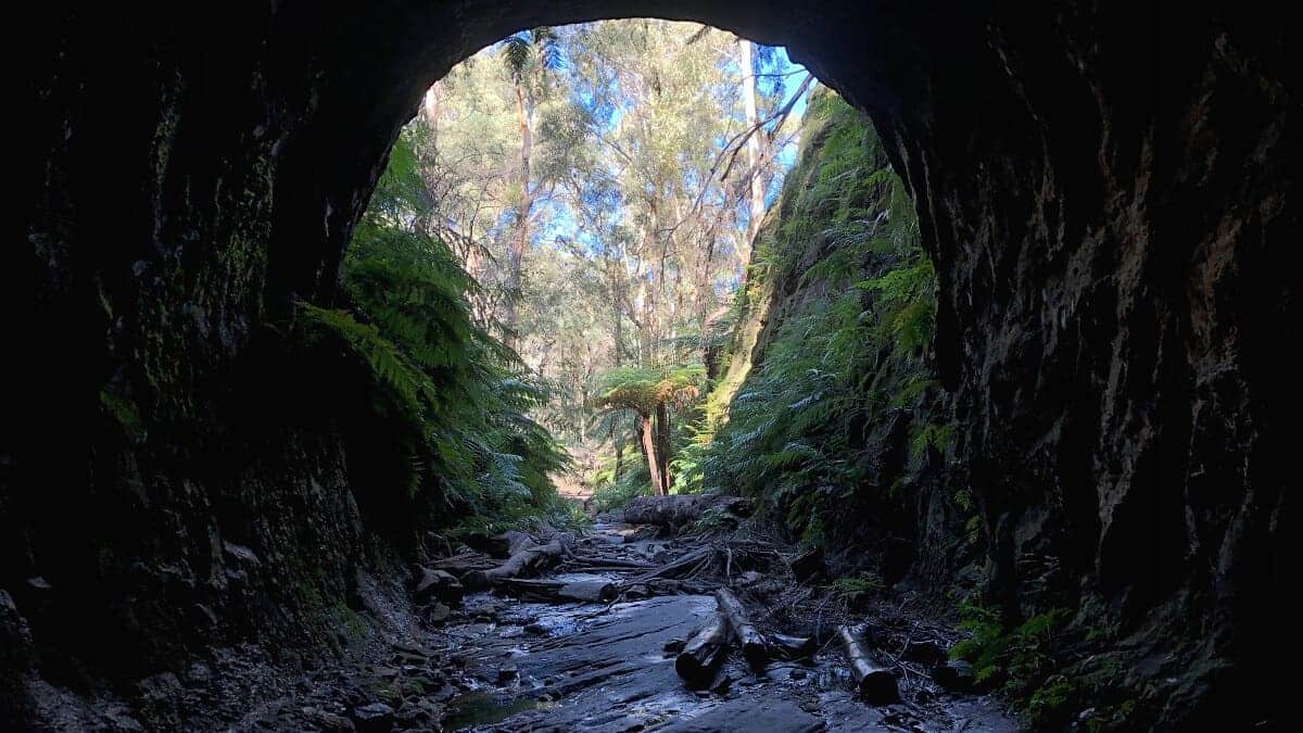 Glow Worm Tunnel in Wollemi National Park