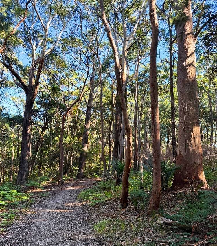 Stroms Fire Trail